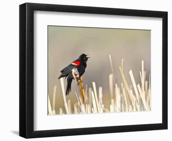 USA, Wyoming, Male Red Winged Blackbird Singing on Cattail Stalk-Elizabeth Boehm-Framed Photographic Print