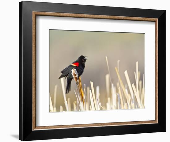 USA, Wyoming, Male Red Winged Blackbird Singing on Cattail Stalk-Elizabeth Boehm-Framed Photographic Print