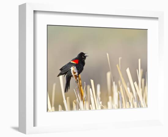 USA, Wyoming, Male Red Winged Blackbird Singing on Cattail Stalk-Elizabeth Boehm-Framed Photographic Print