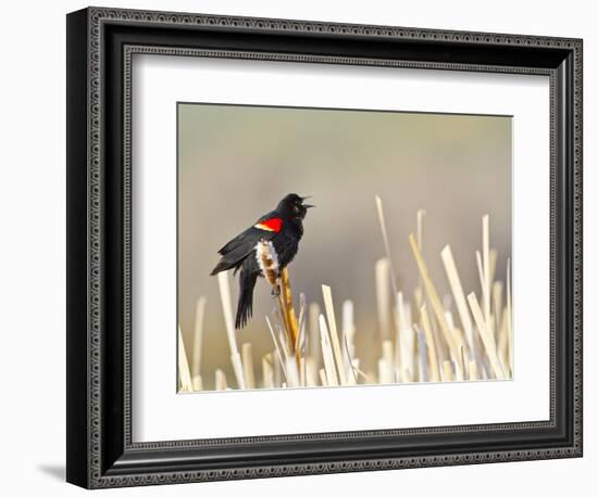 USA, Wyoming, Male Red Winged Blackbird Singing on Cattail Stalk-Elizabeth Boehm-Framed Photographic Print