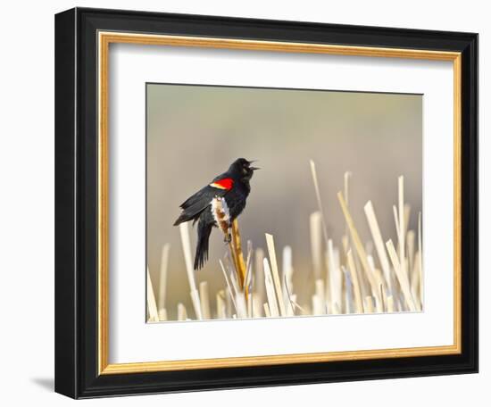 USA, Wyoming, Male Red Winged Blackbird Singing on Cattail Stalk-Elizabeth Boehm-Framed Photographic Print