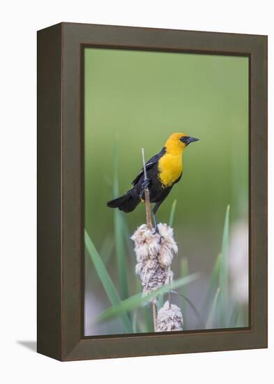 USA, Wyoming, male Yellow-headed Blackbird perches on dried cattails-Elizabeth Boehm-Framed Premier Image Canvas