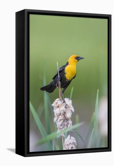 USA, Wyoming, male Yellow-headed Blackbird perches on dried cattails-Elizabeth Boehm-Framed Premier Image Canvas