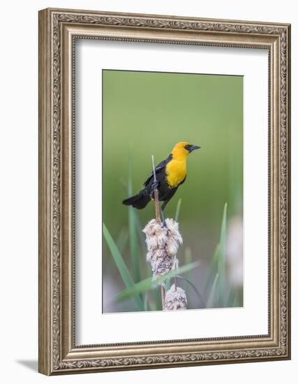 USA, Wyoming, male Yellow-headed Blackbird perches on dried cattails-Elizabeth Boehm-Framed Photographic Print