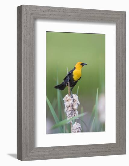 USA, Wyoming, male Yellow-headed Blackbird perches on dried cattails-Elizabeth Boehm-Framed Photographic Print