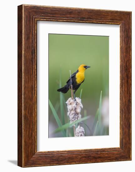 USA, Wyoming, male Yellow-headed Blackbird perches on dried cattails-Elizabeth Boehm-Framed Photographic Print