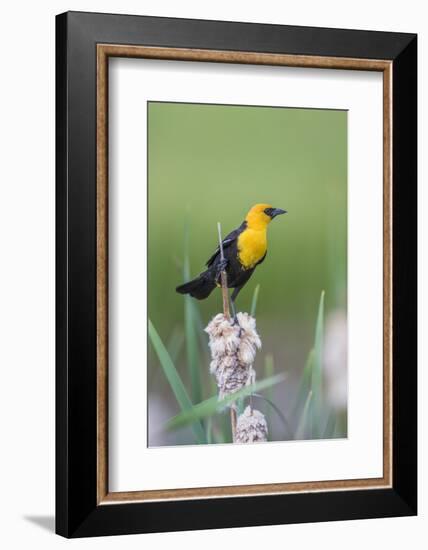 USA, Wyoming, male Yellow-headed Blackbird perches on dried cattails-Elizabeth Boehm-Framed Photographic Print