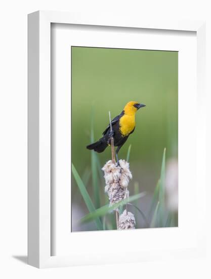 USA, Wyoming, male Yellow-headed Blackbird perches on dried cattails-Elizabeth Boehm-Framed Photographic Print