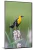 USA, Wyoming, male Yellow-headed Blackbird perches on dried cattails-Elizabeth Boehm-Mounted Photographic Print