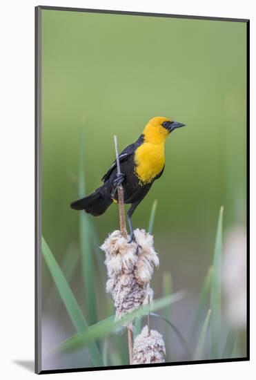 USA, Wyoming, male Yellow-headed Blackbird perches on dried cattails-Elizabeth Boehm-Mounted Photographic Print