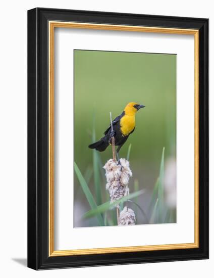 USA, Wyoming, male Yellow-headed Blackbird perches on dried cattails-Elizabeth Boehm-Framed Photographic Print