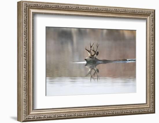 USA, Wyoming, Mule Deer Buck Swimming Lake Outlet During Migration-Elizabeth Boehm-Framed Photographic Print