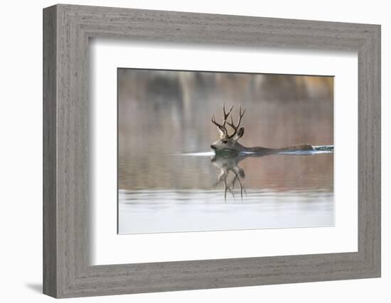 USA, Wyoming, Mule Deer Buck Swimming Lake Outlet During Migration-Elizabeth Boehm-Framed Photographic Print