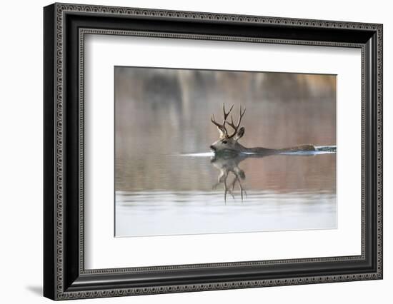 USA, Wyoming, Mule Deer Buck Swimming Lake Outlet During Migration-Elizabeth Boehm-Framed Photographic Print