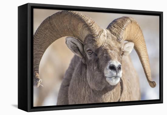 USA, Wyoming, National Elk Refuge, Bighorn Sheep Ram Head Shot-Elizabeth Boehm-Framed Premier Image Canvas