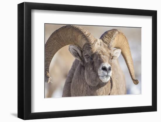 USA, Wyoming, National Elk Refuge, Bighorn Sheep Ram Head Shot-Elizabeth Boehm-Framed Photographic Print