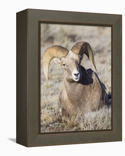 USA, Wyoming, National Elk Refuge, Bighorn sheep ram lying down on frosty grasses-Elizabeth Boehm-Framed Premier Image Canvas