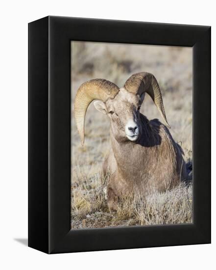 USA, Wyoming, National Elk Refuge, Bighorn sheep ram lying down on frosty grasses-Elizabeth Boehm-Framed Premier Image Canvas