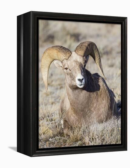 USA, Wyoming, National Elk Refuge, Bighorn sheep ram lying down on frosty grasses-Elizabeth Boehm-Framed Premier Image Canvas