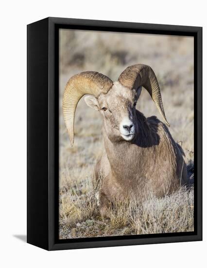 USA, Wyoming, National Elk Refuge, Bighorn sheep ram lying down on frosty grasses-Elizabeth Boehm-Framed Premier Image Canvas