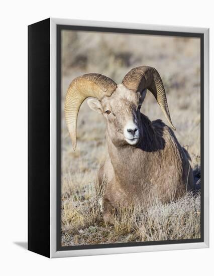 USA, Wyoming, National Elk Refuge, Bighorn sheep ram lying down on frosty grasses-Elizabeth Boehm-Framed Premier Image Canvas