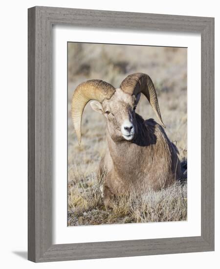 USA, Wyoming, National Elk Refuge, Bighorn sheep ram lying down on frosty grasses-Elizabeth Boehm-Framed Photographic Print