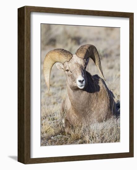 USA, Wyoming, National Elk Refuge, Bighorn sheep ram lying down on frosty grasses-Elizabeth Boehm-Framed Photographic Print