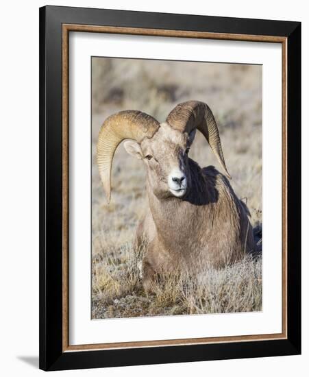 USA, Wyoming, National Elk Refuge, Bighorn sheep ram lying down on frosty grasses-Elizabeth Boehm-Framed Photographic Print