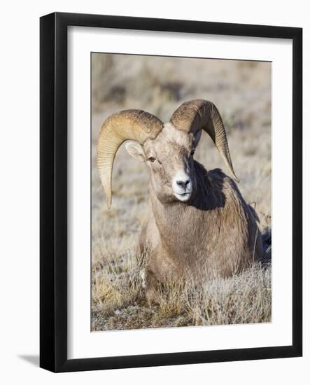 USA, Wyoming, National Elk Refuge, Bighorn sheep ram lying down on frosty grasses-Elizabeth Boehm-Framed Photographic Print