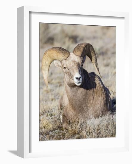 USA, Wyoming, National Elk Refuge, Bighorn sheep ram lying down on frosty grasses-Elizabeth Boehm-Framed Photographic Print