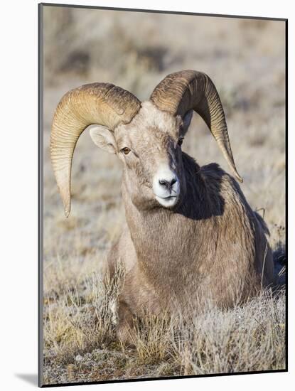 USA, Wyoming, National Elk Refuge, Bighorn sheep ram lying down on frosty grasses-Elizabeth Boehm-Mounted Photographic Print