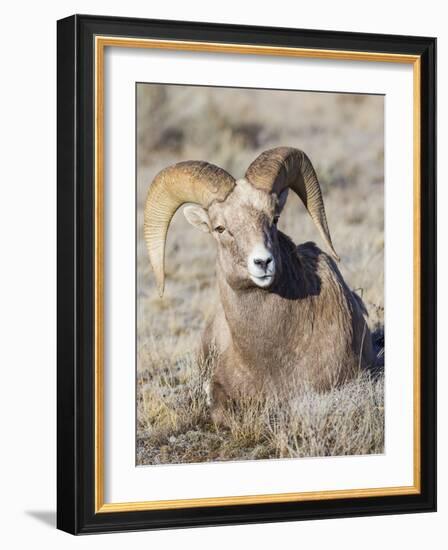 USA, Wyoming, National Elk Refuge, Bighorn sheep ram lying down on frosty grasses-Elizabeth Boehm-Framed Photographic Print