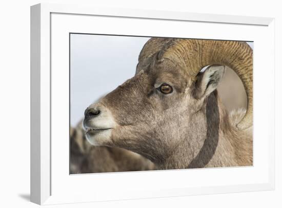 USA, Wyoming, National Elk Refuge, Bighorn sheep ram-Elizabeth Boehm-Framed Premium Photographic Print