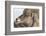 USA, Wyoming, National Elk Refuge, Bighorn sheep ram-Elizabeth Boehm-Framed Photographic Print