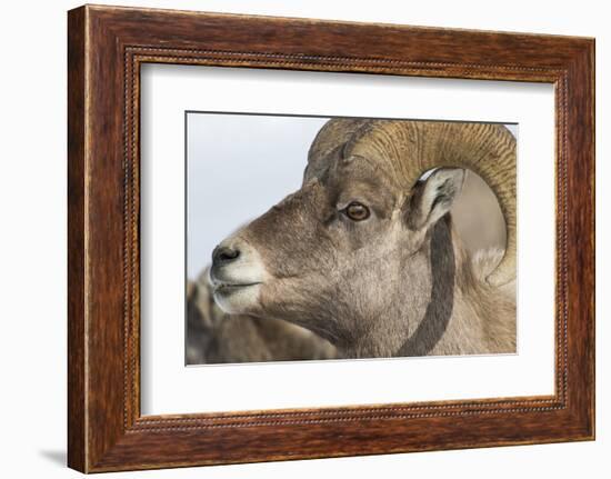 USA, Wyoming, National Elk Refuge, Bighorn sheep ram-Elizabeth Boehm-Framed Photographic Print