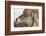 USA, Wyoming, National Elk Refuge, Bighorn sheep ram-Elizabeth Boehm-Framed Photographic Print