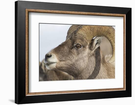 USA, Wyoming, National Elk Refuge, Bighorn sheep ram-Elizabeth Boehm-Framed Photographic Print