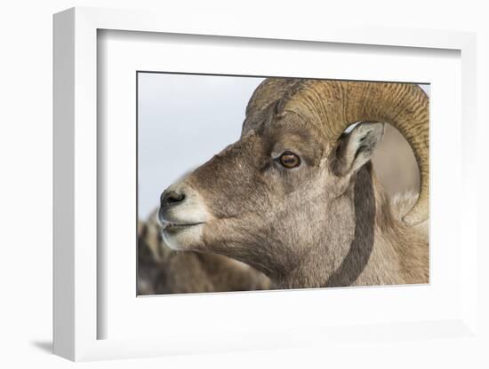 USA, Wyoming, National Elk Refuge, Bighorn sheep ram-Elizabeth Boehm-Framed Photographic Print