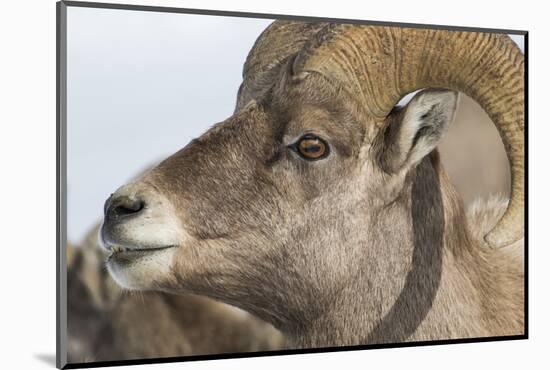 USA, Wyoming, National Elk Refuge, Bighorn sheep ram-Elizabeth Boehm-Mounted Photographic Print
