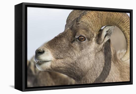 USA, Wyoming, National Elk Refuge, Bighorn sheep ram-Elizabeth Boehm-Framed Premier Image Canvas