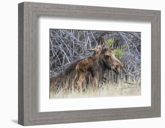 USA, Wyoming, newborn moose calf nuzzles it's mother in a willow patch.-Elizabeth Boehm-Framed Photographic Print