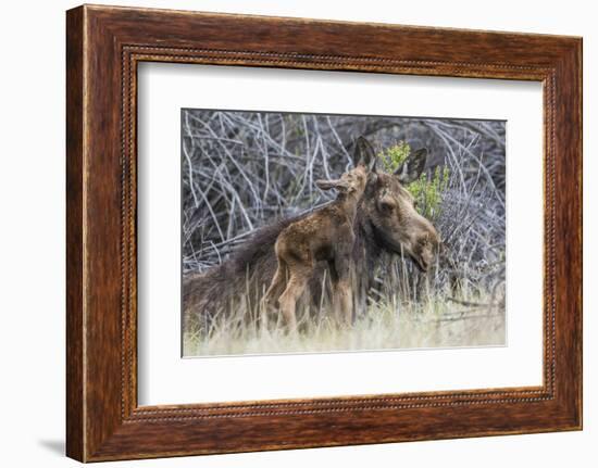 USA, Wyoming, newborn moose calf nuzzles it's mother in a willow patch.-Elizabeth Boehm-Framed Photographic Print