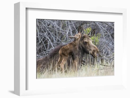 USA, Wyoming, newborn moose calf nuzzles it's mother in a willow patch.-Elizabeth Boehm-Framed Photographic Print