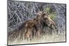 USA, Wyoming, newborn moose calf nuzzles it's mother in a willow patch.-Elizabeth Boehm-Mounted Photographic Print