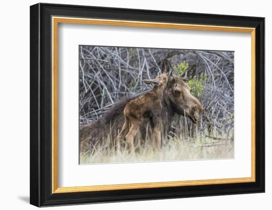 USA, Wyoming, newborn moose calf nuzzles it's mother in a willow patch.-Elizabeth Boehm-Framed Photographic Print
