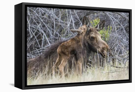 USA, Wyoming, newborn moose calf nuzzles it's mother in a willow patch.-Elizabeth Boehm-Framed Premier Image Canvas