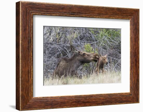 USA, Wyoming, newborn moose calf tries to stand with it's mother nuzzling-Elizabeth Boehm-Framed Photographic Print