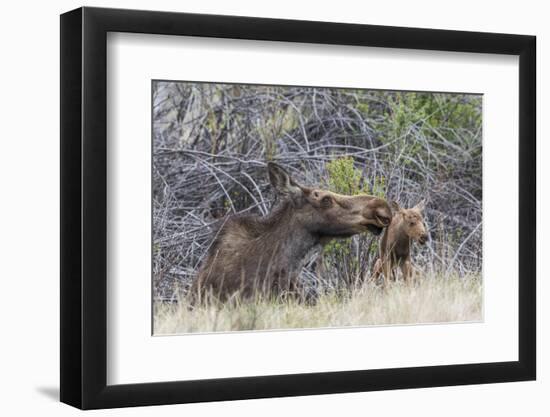 USA, Wyoming, newborn moose calf tries to stand with it's mother nuzzling-Elizabeth Boehm-Framed Photographic Print