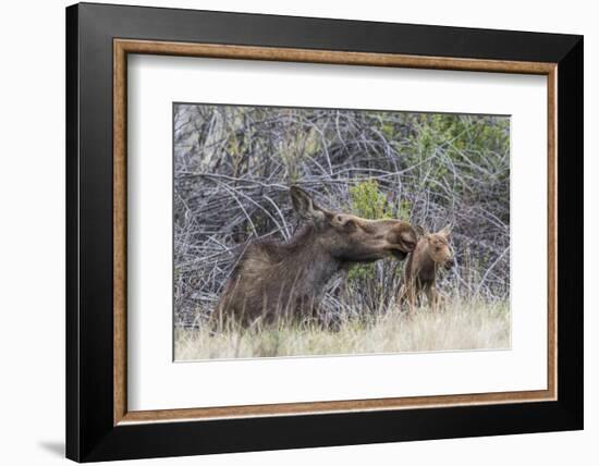 USA, Wyoming, newborn moose calf tries to stand with it's mother nuzzling-Elizabeth Boehm-Framed Photographic Print