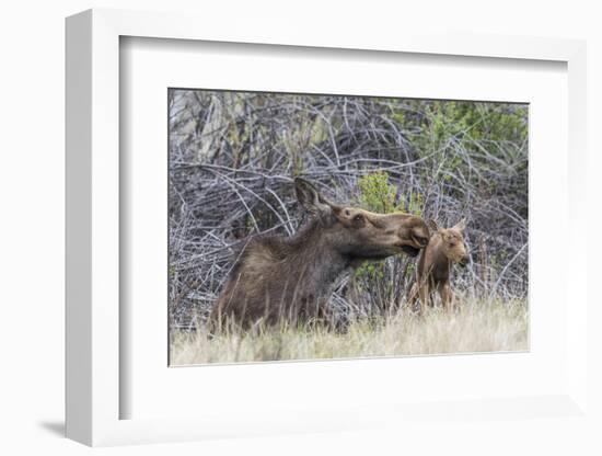 USA, Wyoming, newborn moose calf tries to stand with it's mother nuzzling-Elizabeth Boehm-Framed Photographic Print